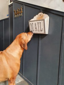 detectie