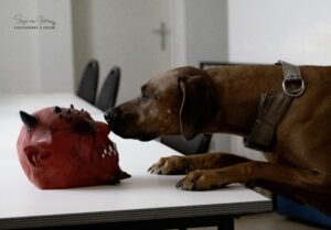 detectie hond halloween