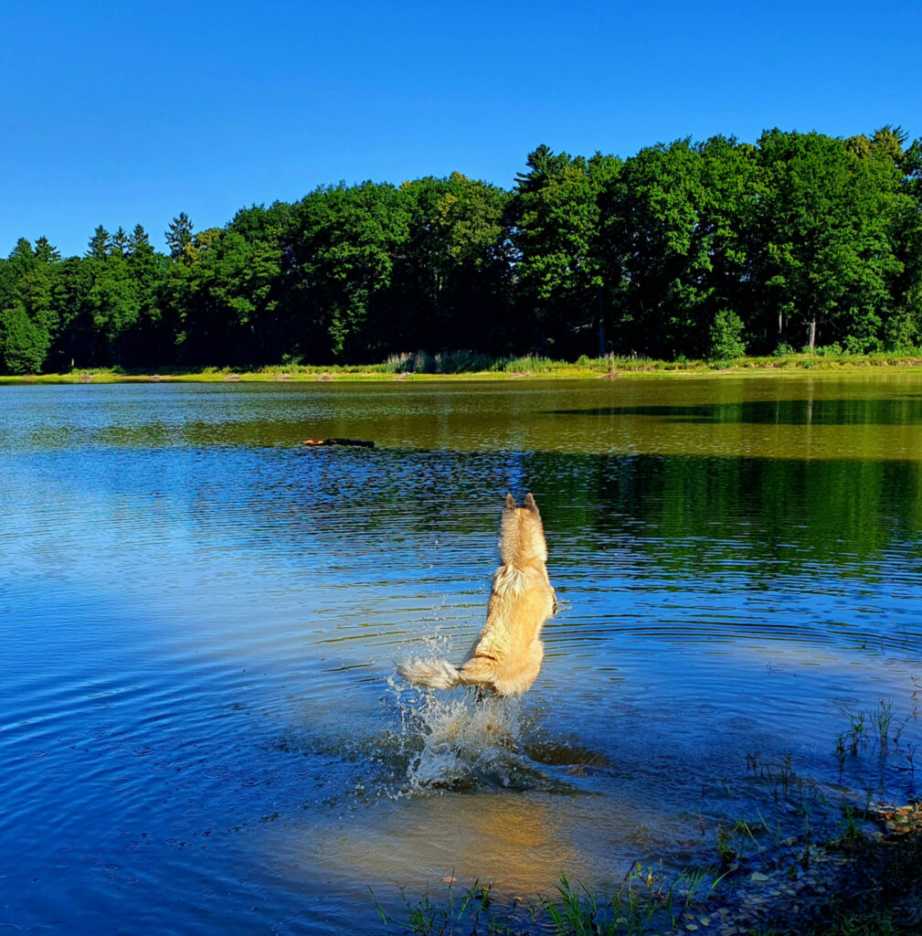 sporten blessurepreventie honden