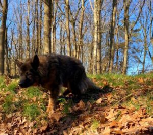 mantrailen hond speuren