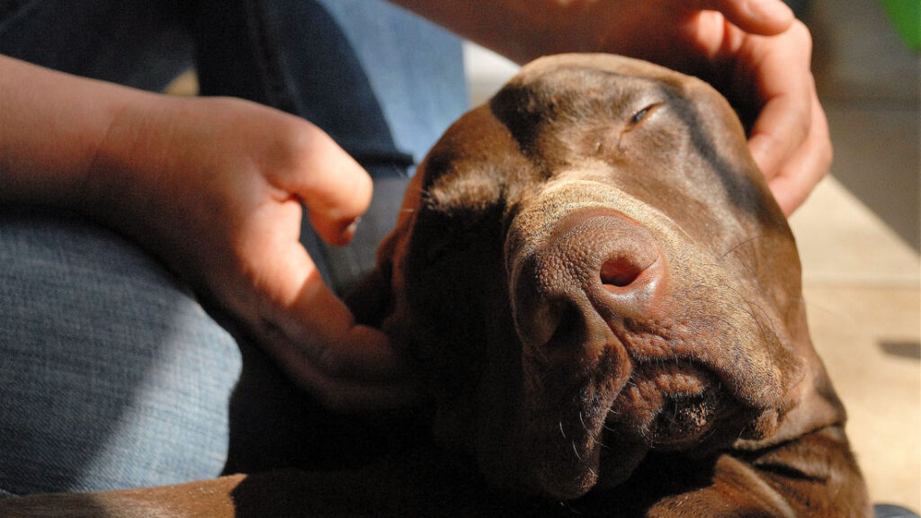 Massage Shiatsu Ontspanning